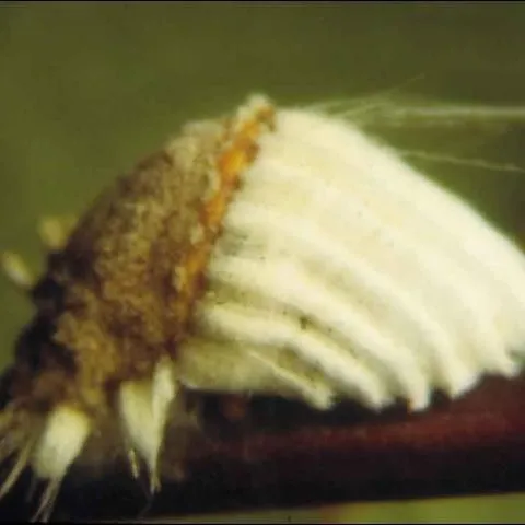 thumbnail for publication: A Guide to Scale Insect Identification